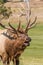 Bull Elk Bugling Close Up