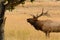 Bull elk bugling during fall mating season in golden meadow