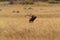 Bull elk bugling in golden meadow of Rocky Mountains