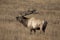 Bull elk bugling in a meadow