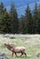 Bull elk bugling in a meadow