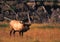 Bull Elk Bugling in Meadow