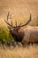 Bull Elk bugling in Moraine Park meadow portrait