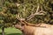 Bull Elk Bugling Portrait