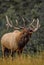 Bull Elk Bugling in Rut