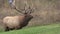 Bull Elk Bugling in Rut