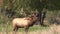 Bull Elk Bugling During the rut