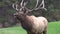 Bull Elk Bugling Zoom In
