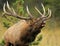 Bull Elk calling