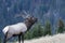 Bull elk calling in the woods