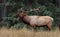 A bull elk in the Canadian Rockies