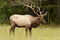 Bull elk in Cataloochee, part of the Smoky Mountains.