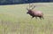 Bull Elk in Cataloochee during the rutting season.