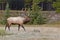 Bull elk, cervus canadensis