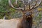 Bull elk, cervus canadensis