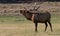 Bull elk Cervus canadensis bugling in Yellowstone National Park.