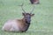 Bull elk, Cervus canadensis, Great Smoky Mountains, Cherokee, North Carolina