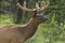 Bull Elk & x28;Cervus canadensis& x29; in Jasper National Park, Alberta, Canada