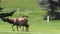 Bull Elk Chasing a Cow in Rut
