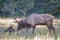 A bull elk checking on a female.