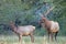 A bull elk checks out a female in his harem.