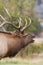 Bull Elk Close up Bugling