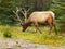 Bull Elk Closeup Canada