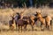 Bull Elk With Cows