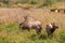 Bull Elk and Cows in Rut