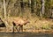 Bull Elk crosses River in North Carolina