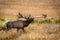 Bull Elk crossing the creek in Moraine Park meadow in Rocky Mountain National Park