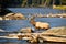 Bull Elk crossing the Madison River