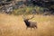 Bull Elk crossing Moraine Park meadow in Rocky Mountain National Park