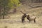 Bull Elk and Cute Calf Nuzzling