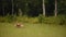 Bull Elk Eats Grass While Laying In Grassy Meadow in Valley