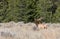 Bull Elk in Fall in Wyoming