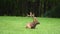 Bull Elk Grazes While Laying Down in Field