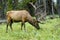 Bull Elk Grazing