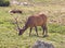 Bull Elk grazing in a meadow