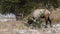 Bull elk grazing in Yellowstone National Park