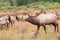 Bull elk with harem