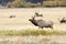 Bull Elk and Herd