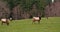 Bull Elk in Herd With Large Rack of Antlers