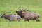 Bull Elk herds a female into his harem.