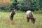 Bull Elk And His Lady At Cataloochee In The Great Smoky Mountains national Park