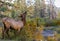 Bull Elk in Jasper National Park