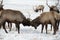 Bull Elk with Large Antlers Fighting Each Other