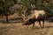 Bull elk with large antlers grazing on grass in Colorado