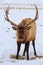 Bull Elk with large antlers in snowy meadow