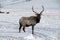 Bull Elk with Large Antlers standing in Snow